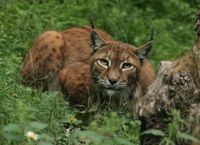 Lince observando agazapado.JPG